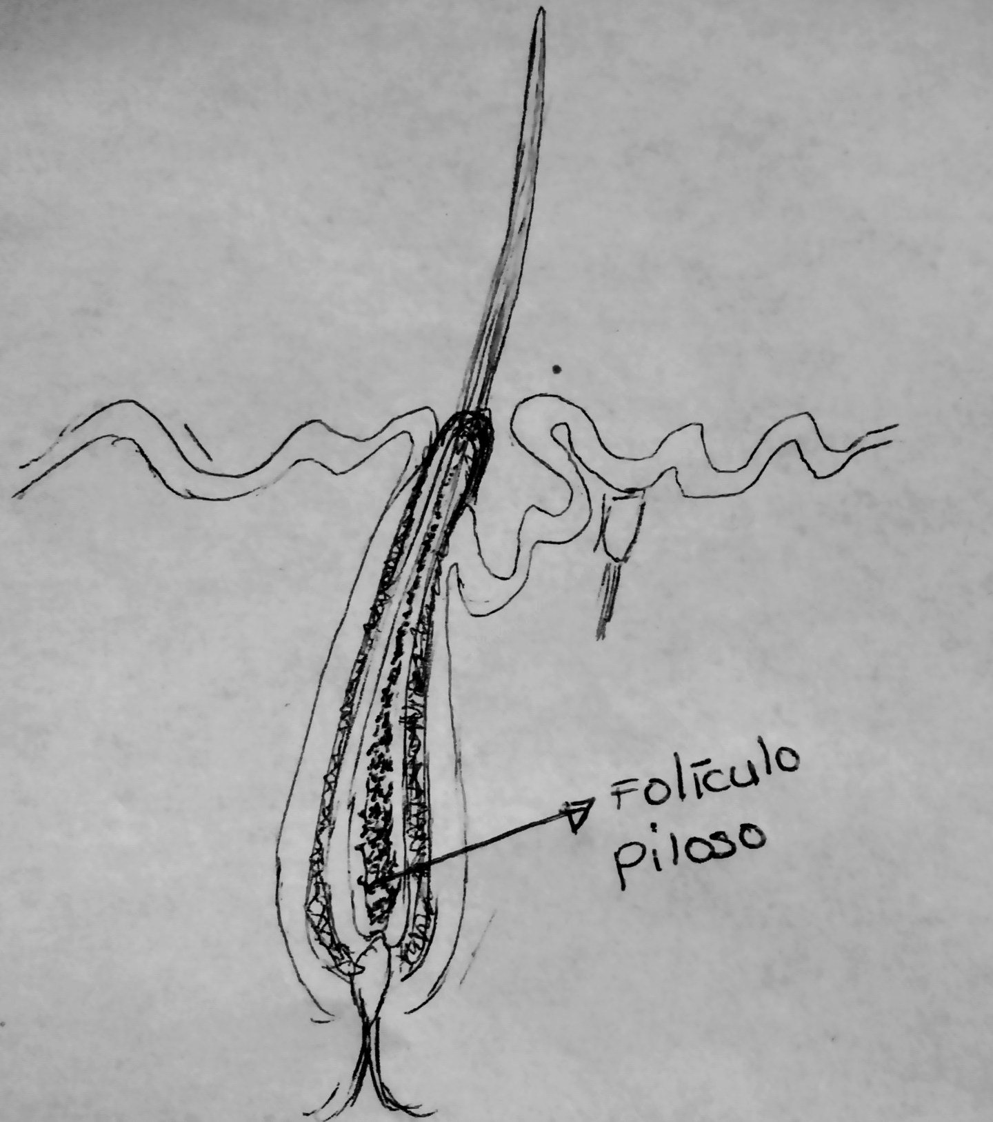 Tricología: estudio del cabello y cuero cabelludo – Belleza Micrón.